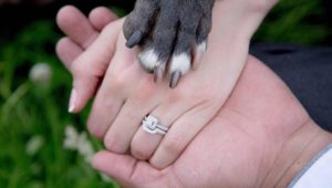 5 ways to include your furbabies on your wedding day
