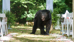 Black bear gate-crashes wedding