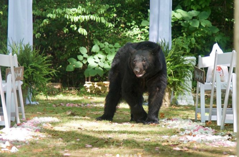 Black bear gate-crashes wedding