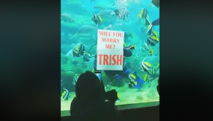 Underwater uShaka Marine World proposal goes viral
