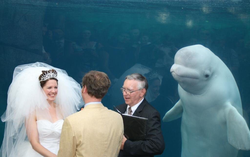 Beluga whale attends wedding