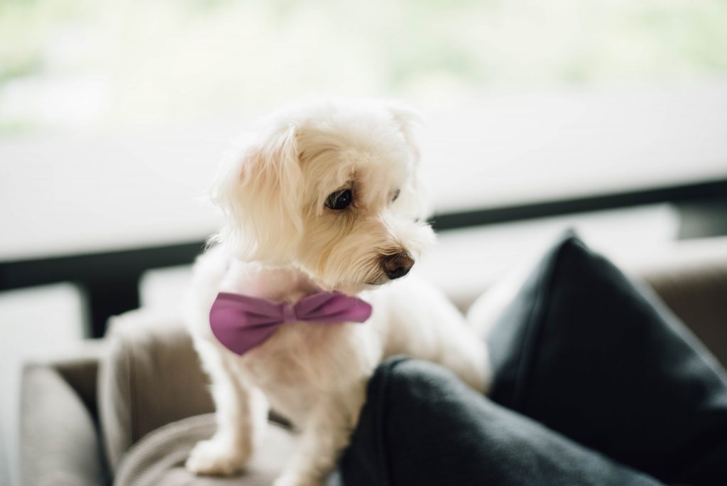 Paw-some ways to involve your pets in your wedding