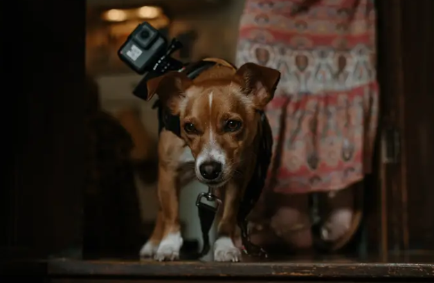 Couple's dog films their wedding