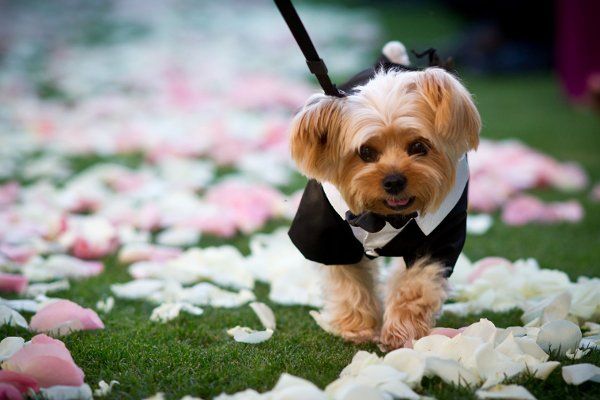 Adorable ring bearers we can't get enough of