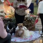 Animal shelter hosts dog wedding to encourage adoptions