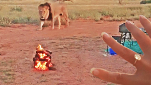 A roaring proposal! A lion joined this Cape Town couple’s engagement